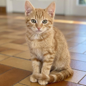Adopter Caramel
