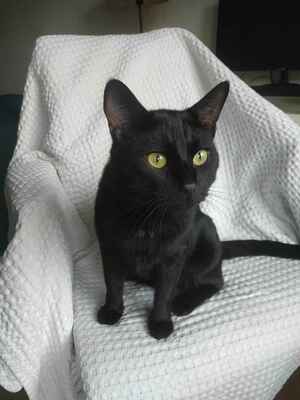 Adopter Shelter