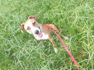 Adopter Bimbo
