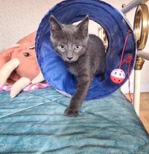 Adopter Salomon
