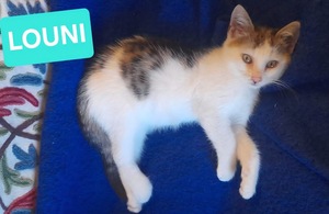 Adopter Louni 