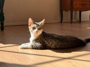 Adopter Loup