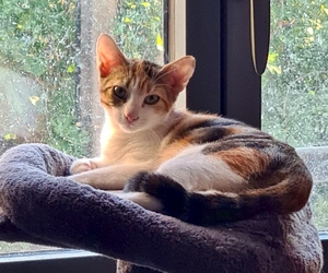 Adopter Betty