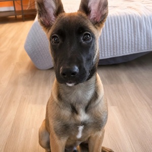 Adopter OSSO