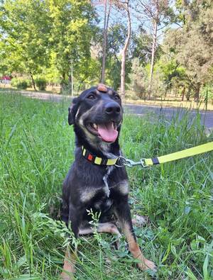 Adopter Luna