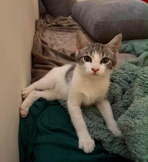 Adopter Vaï