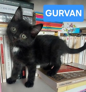 Adopter Gurvan 