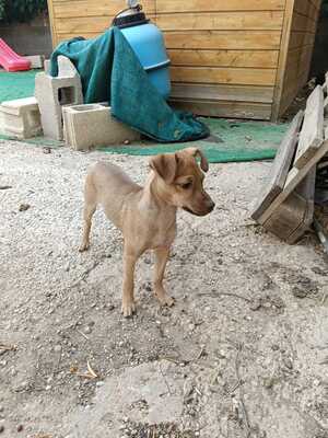 Adopter Lenon