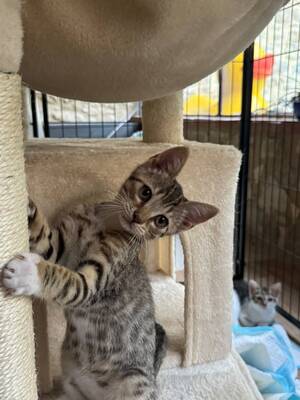 Adopter BROWNIE