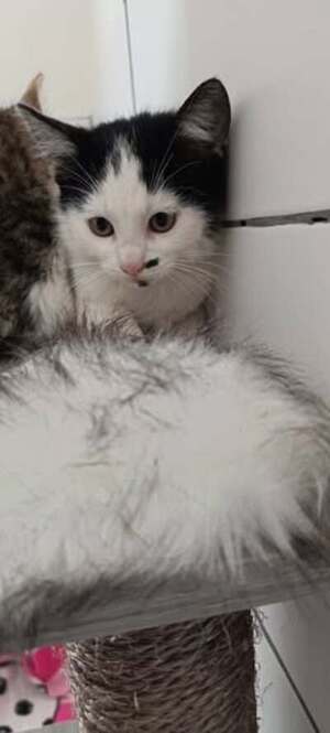 Adopter Velours