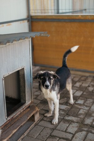 Adopter Hindia
