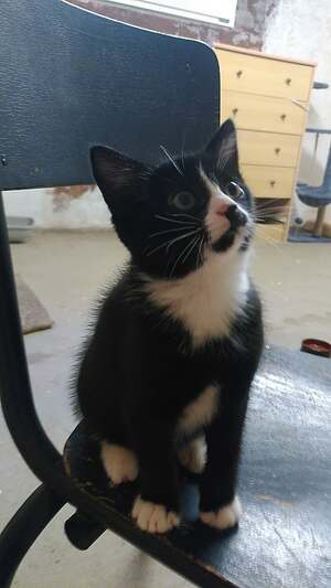 Adopter Beeble