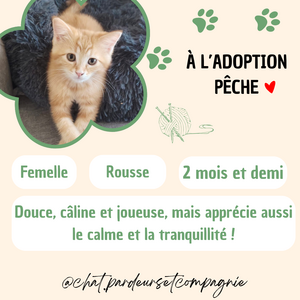 Adopter Pêche