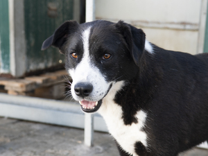 Adopter Flash