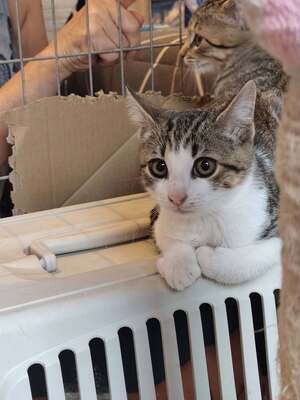 Adopter Boréale 