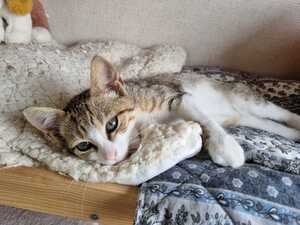 Adopter TITO