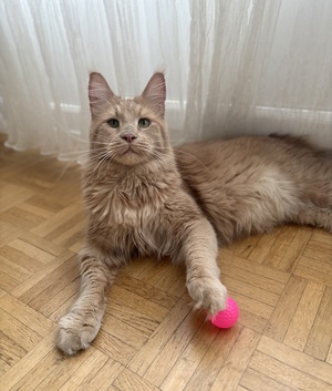 Adopter ROUCOOL