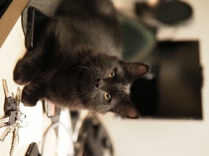 Adopter Berlioz