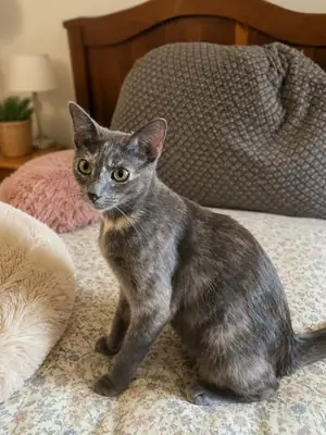 Adopter Barby