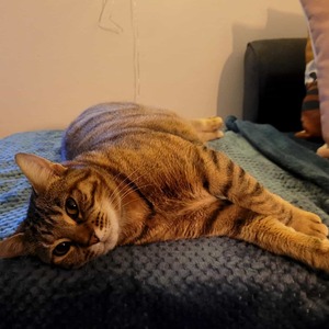 Adopter Jolène