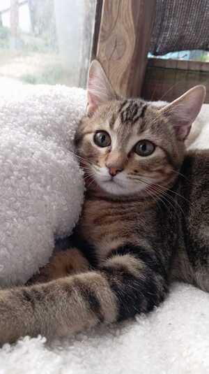 Adopter Calisson
