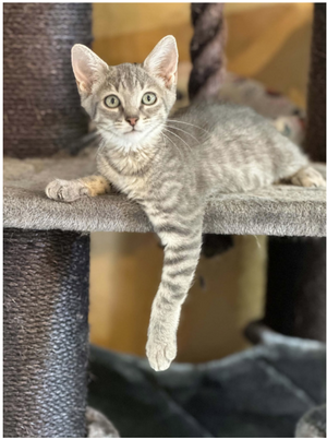 Adopter Mochi