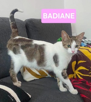 Adopter BADIANE