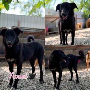 Adopter Nouni