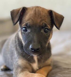 Adopter Kenia