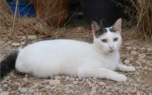 Adopter Neige