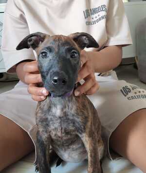 Adopter Stormy 
