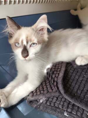 Adopter Bisous