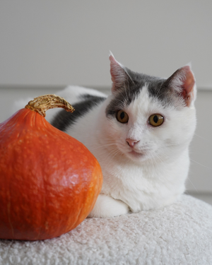 Adopter Tofort