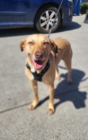 Adopter Fifi