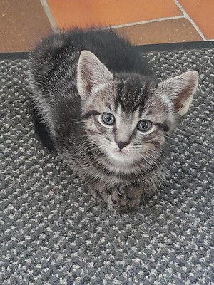 Adopter Tigri