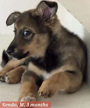 Adopter KENDO