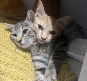 Adopter Balzac & Sezane