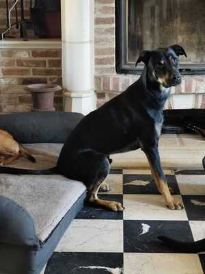 Adopter Pako