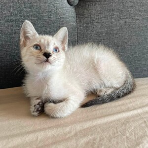 Adopter CIRILLA
