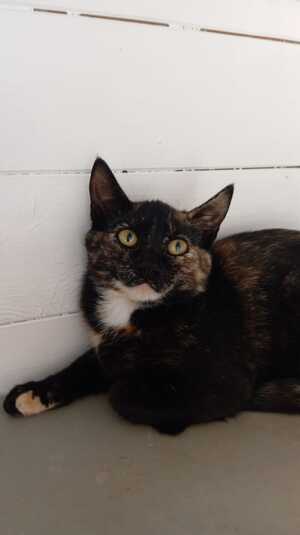 Adopter Guimauve