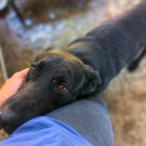 Adopter NERO