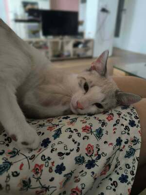 Adopter Hali