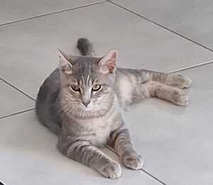 Adopter Burger