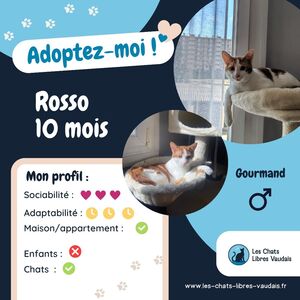 Adopter Rosso