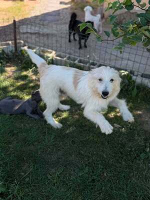 Adopter Boris
