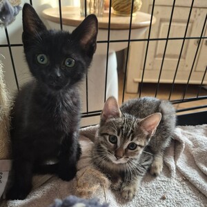 Adopter BONNY et BISCOTTE