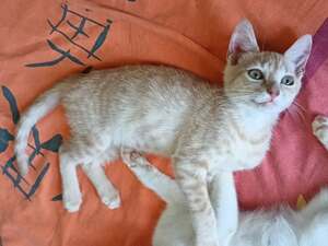 Adopter Orphée