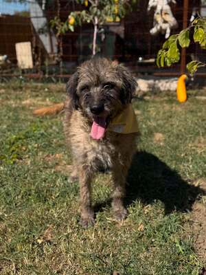 Adopter Frisette