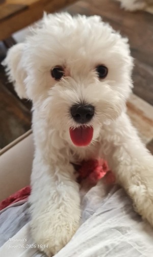 Adopter Léo