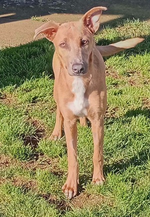 Adopter Iris